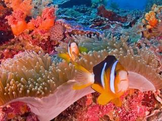 Scooby Doo Beach Bungalow Nusa Lembongan Exterior foto